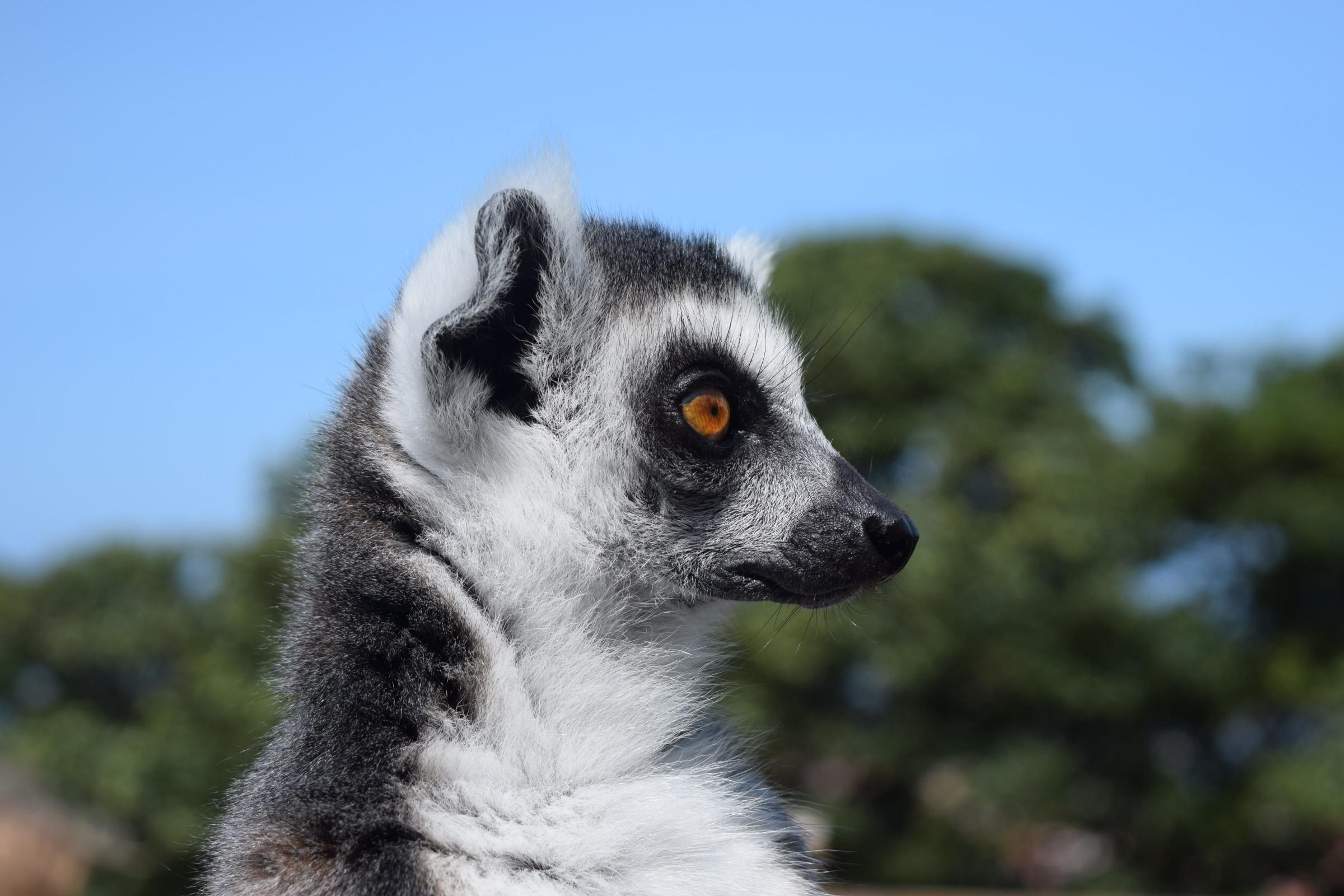 Ring-tailed Lemur. Photo: M K Rimmer