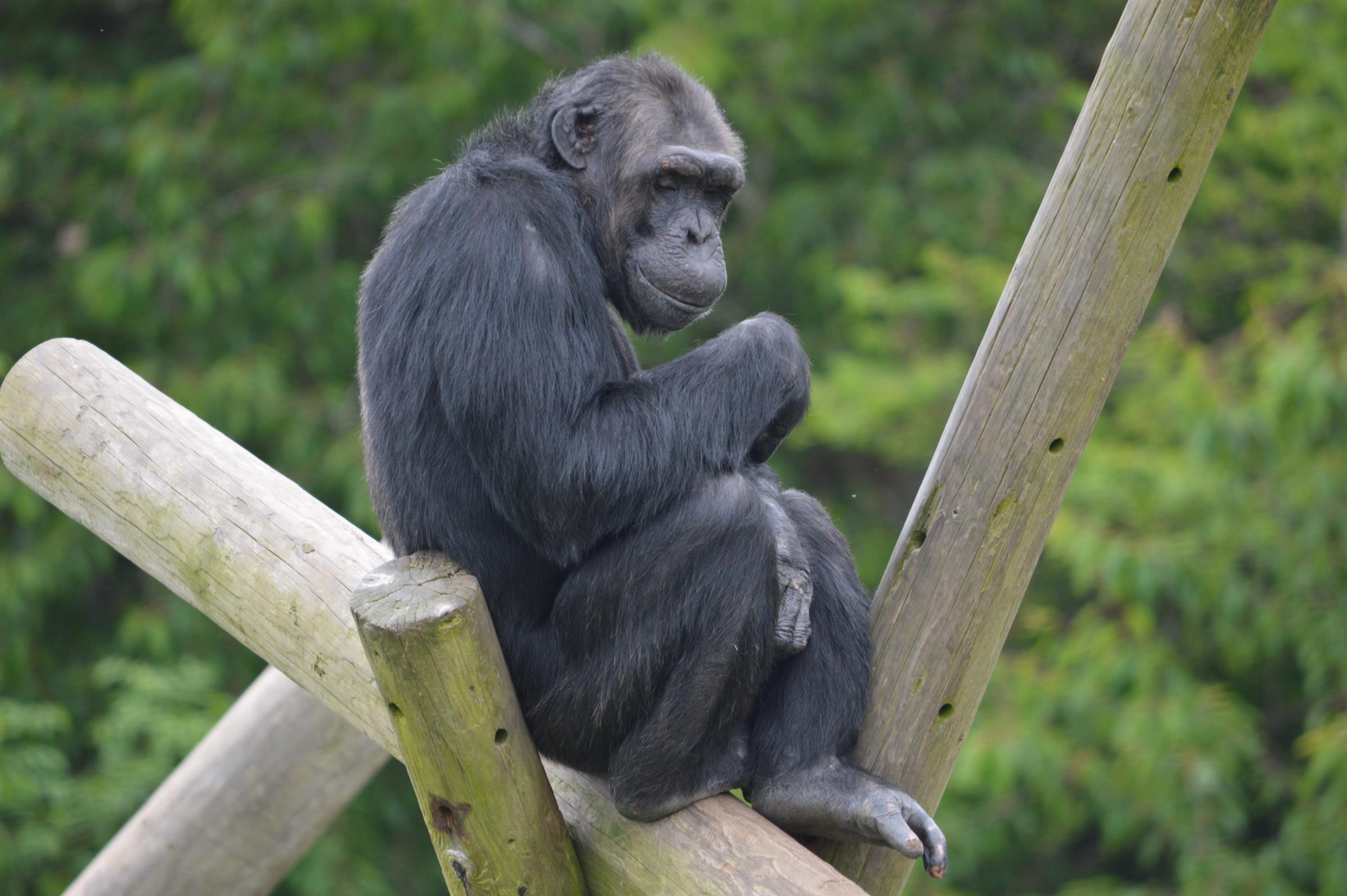 Chimpanzee. Photo: M K Rimmer