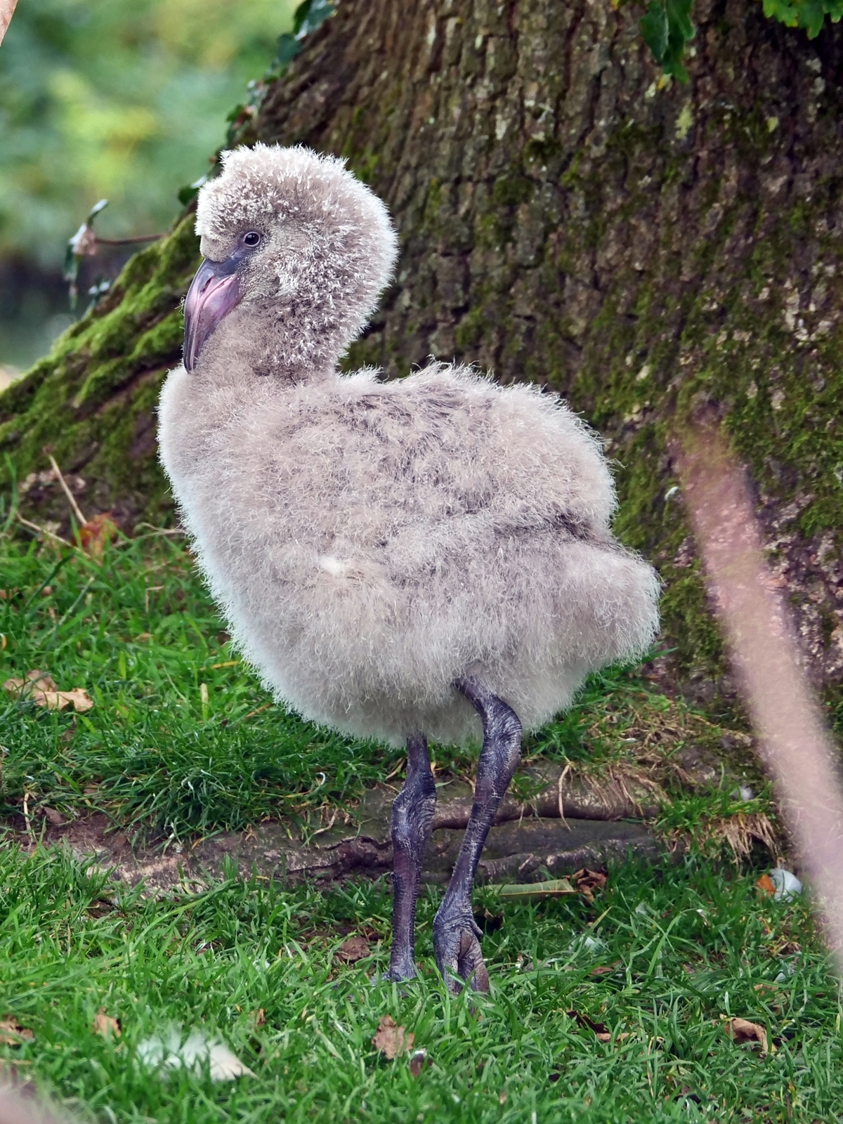 Flamingo chick at the Welsh Mountain Zoo. Photo: Karen Clark