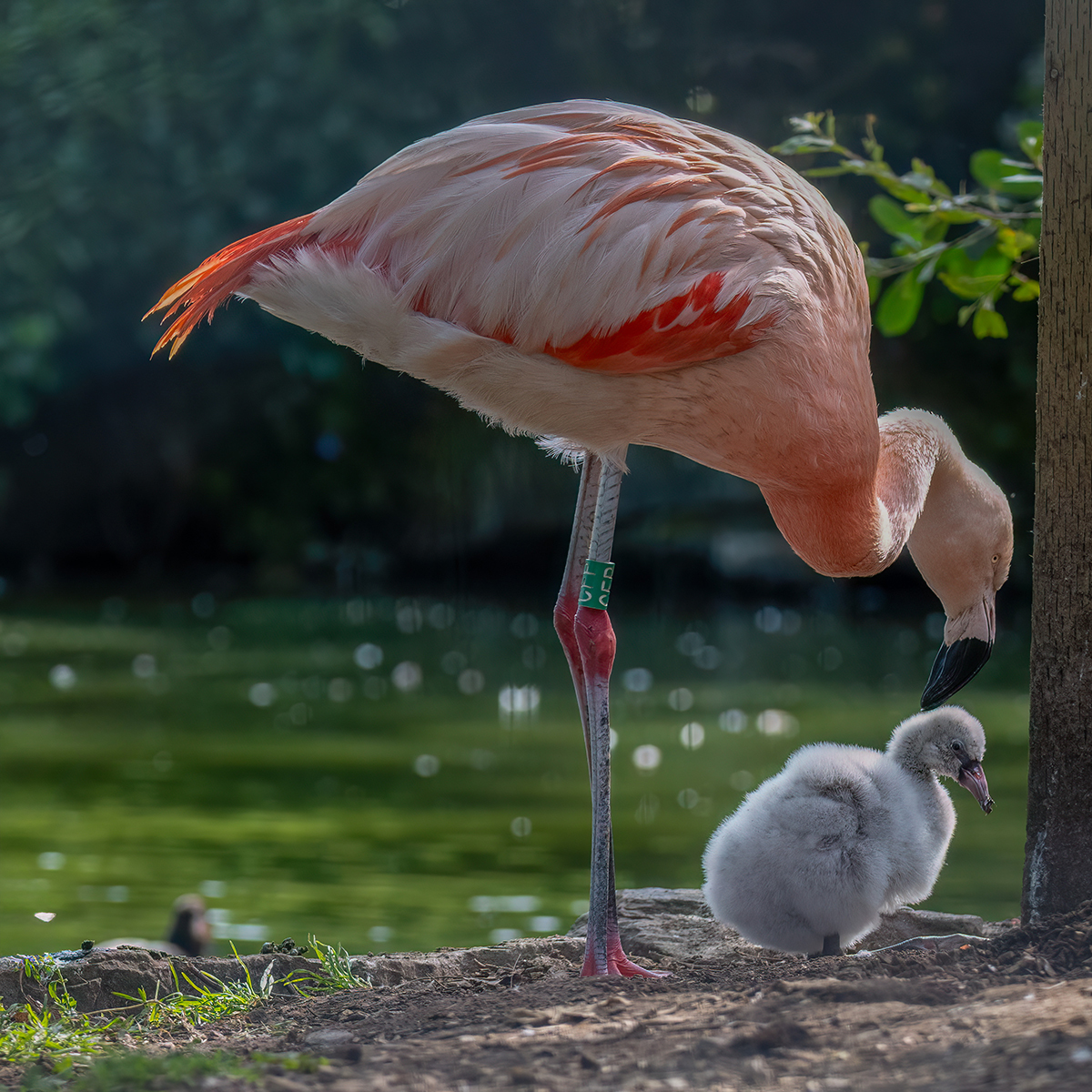 Flamingo and chick at Welsh Mountain Zoo. Photo: Martin Neale