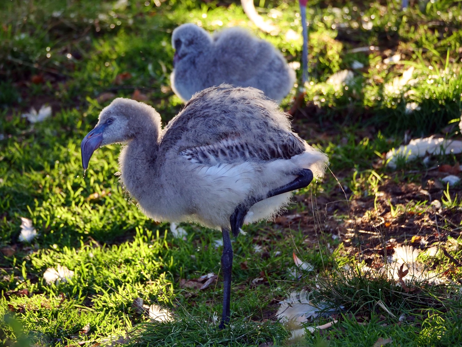 Flamingo chicks at the Welsh Mountain Zoo. Photo: Karen Clark