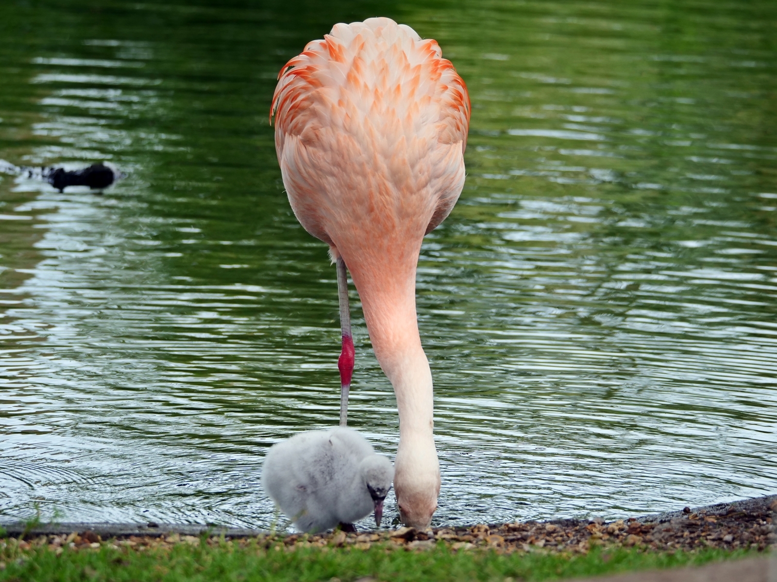 Flamingos and chicks at the Welsh Mountain Zoo. Photo: Karen Clark