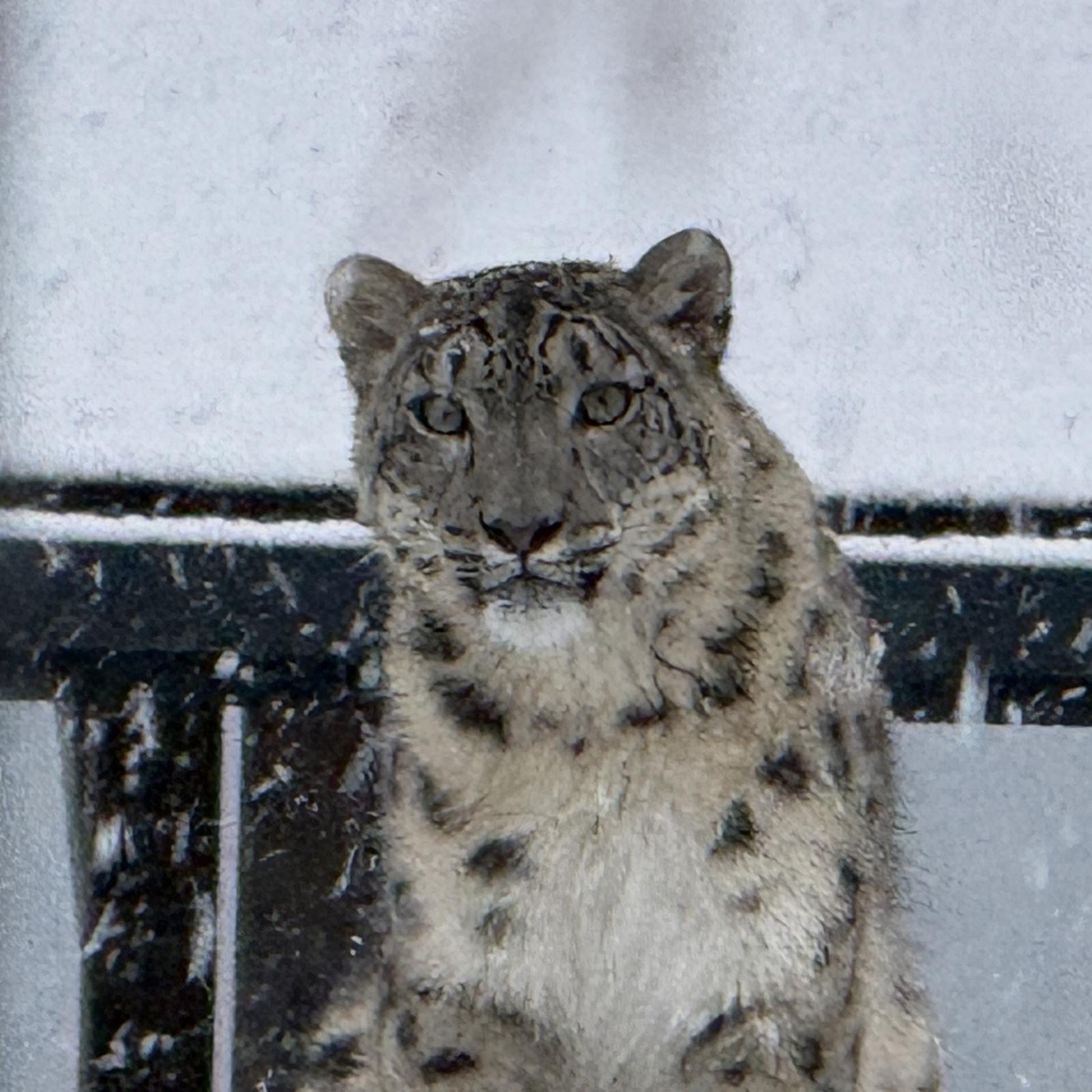 Snow leopard at Welsh Mountain Zoo in the snow.